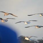 CambriaCN_0136 (November 05, 2016)